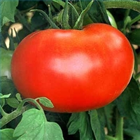 Vegetable growing - Tomatoes are easy to grow in kitchen gardens.