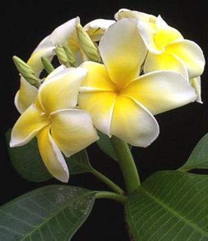 Plumerias - We grew 27 varieties of these. Plumerias - We grew 27 varieties of these.