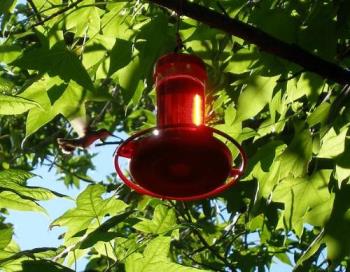 Hummingbird feeder - Picture of hummingbird at feeder. 