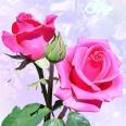 pink rose - The image of pink rose