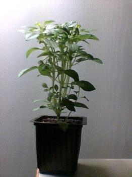 Basil plant - Basil plant (tusli) is used for rituals and medicinal usage. 