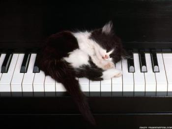 pianist - cat pianist