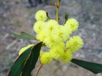 Golden Wattle - Australian National Floral Emblem