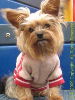 Yorkshire Terrier X - What Breed Is Your Dog