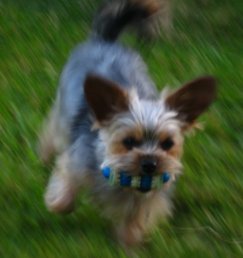 Dog Action Shot - Roxy Playing Fetch