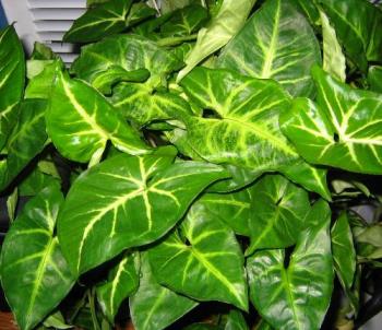 arrowhead plant - healthy and lush - arrowhead plants