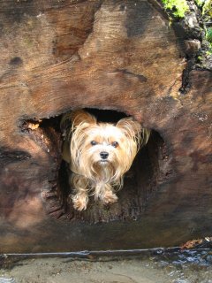 Playing Outside - Goofy Dog in a Log Playing Outside - Goofy Dog in a Log