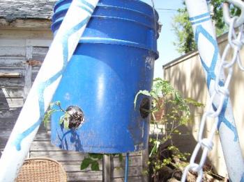 tomatoes grown in a five gallon bucket - I put grape tomatoes on top, along with some basil seed. Around the sides I planted a variety called Celebrity tomatoes. The bottom hole has one plum or Roma tomato. I will be glad to give further instructions.