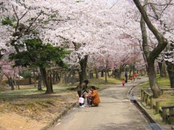 Cherry blossoms in Japan - Family going for a walk under a cherry tree in april