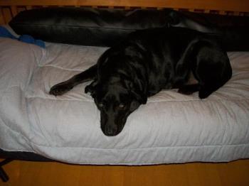 My baby on his couch - My black Labrador on his very own couch My baby on his couch - My black Labrador on his very own couch