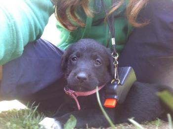 Silvia my pup - She is a black lab mixed with German Shepherd and Great Pyrenees.She's gonna be a giant. Silvia my pup - She is a black lab mixed with German Shepherd and Great Pyrenees.She's gonna be a giant.