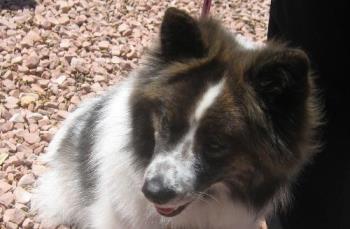 This dog is from a pound - It is part husky and part collie and has the nicest disposition. 