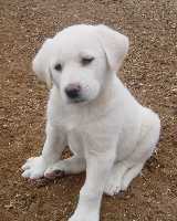 Dog - White dog!