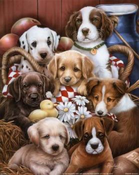 Puppies - Puppies!