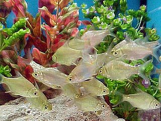 Fish - Fish in the aquarium