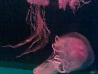 Jellyfish - This is a jellyfish in Manila Ocean park. I love it there!