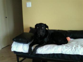 Black Labrador Miky - My furbaby Miky