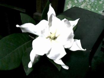 gardenia - Gardenia is a genus of 142 species of flowering plants in the coffee family, Rubiaceae, native to the tropical and subtropical regions of Africa, southern Asia, Australasia and Oceania.