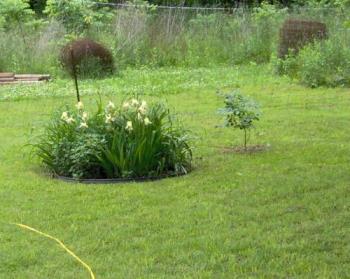 These flowers are in the other kitchen window - There is Irises and lilies also mums in this bed. 