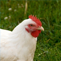 Chicken - OIt is really quite easy to keep chickens