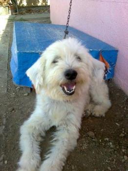 My dog - This is my dog, and I don't know what breed she is, LOL.