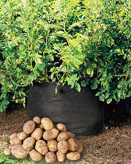 Potatoes  - You will get quite a good crop of potatoes from a small space