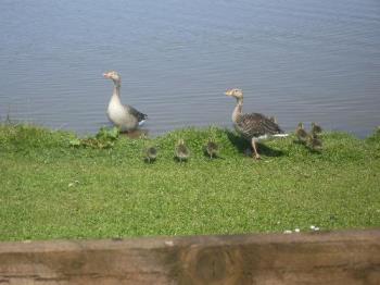 the goslings - I forgot the picture before, these are the new babies!!