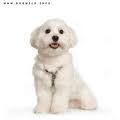 Maltese Dog - A Very Cute Dog