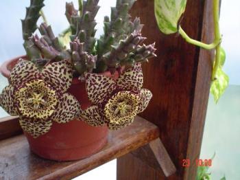 Cactus flower - This cactus has flowers every year. They also have some seeds. Cactus flower - This cactus has flowers every year. They also have some seeds.