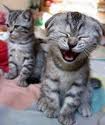 Cats Laughing - Laughter of cats
