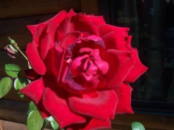 Rose - This is a picture of a rose that my sister took. It was outside of the cabin she stayed in with her husband last year on her anniversary.