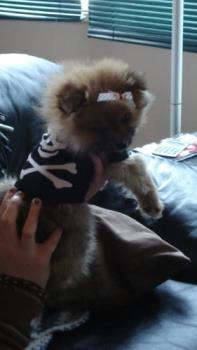 My puppy Penelope (Penny)mini pom - Here&#039;s my baby Penny, she&#039;s showing off her cuteness by wearing her favorite shirt and bow in her fur :) Cute isn&#039;t she?