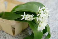 cut wild garlic - when you're walking and get an onion/garlic smell you know that it is nearby! cut wild garlic - when you're walking and get an onion/garlic smell you know that it is nearby!