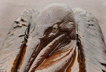 Oil Spill Disaster - A victim of the recent Mexico oil spill disaster.