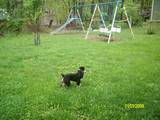 menchi - Menchi outside, beautiful pose menchi - Menchi outside, beautiful pose