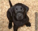 dog - black lab puppy