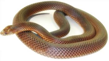 King brown snake  - Venomous snake found in Australia