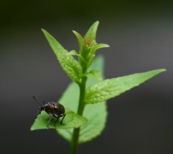 Beetle - Beetle on a green plant