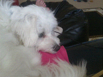 Meet Zero - Gissi's little Pain Puppy Friend Meet Zero - Gissi's little Pain Puppy Friend
