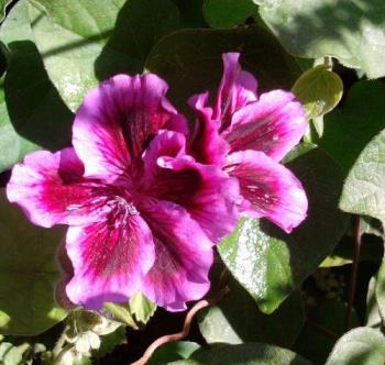 A Flower for Alice! - This is a Martha Stewart geranium I am growing in my back yard. I hope Alice likes it!