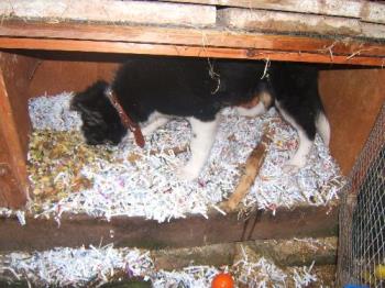 Ziggy as a pup thinking that he was a rabbit bless - Ziggy thinking that he was a rabbit bless