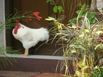 Gama my pet rooster - Gama is seven years old and is not as active as he used to be