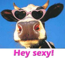 Hey! - Its a cow with glasses on and says hi sexy..very cute and funny and good for a laugh..