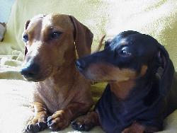 Daschunds are just so cute  - i can forgive them pretty much any naughtinesses. 