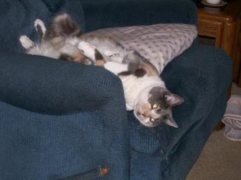 My cat, Shady - This is a picture of my cat, Shady, relaxing on our recliner a few years ago. She is 7 years old.