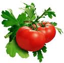 tomatoes - The tomato (Solanum lycopersicum), also called the love apple, is a herbaceous, usually sprawling plant in the nightshade family widely cultivated for its edible fruit. Savory in flavor, the fruit of most varieties ripens to a distinctive red color. Tomato plants typically reach to 1–3 metres (3–10 ft) in height and have a weak, woody stem that often vines over other plants. The leaves are 10–25 centimetres (4–10 in) long, odd pinnate, with 5–9 leaflets on petioles,[2] each leaflet up to 8 centimetres (3 in) long, with a serrated margin; both the stem and leaves are densely glandular-hairy. The flowers are 1–2 centimetres (0.4–0.8 in) across, yellow, with five pointed lobes on the corolla; they are borne in a cyme of 3–12 together. It is a perennial, often grown outdoors in temperate climates as an annual.
