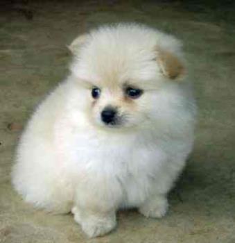 Cute Pomeranian - Cute Pomeranian Pup