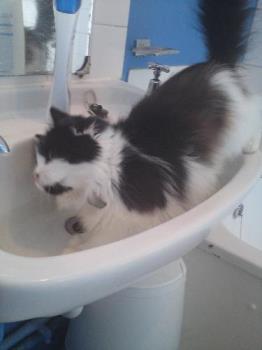 My Cat Minnie - This is Minnie, doing the normal running into the bathroom, to get the water from the tap.