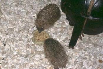 Two hedgies munching!! - Two more of our visitors