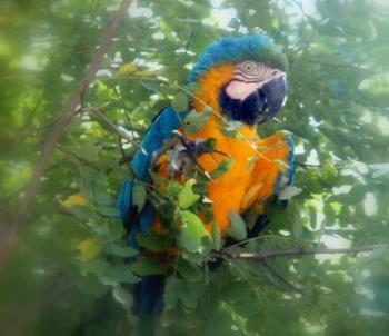 Parrot in a Tree  - Pretty parrot in a tree. 